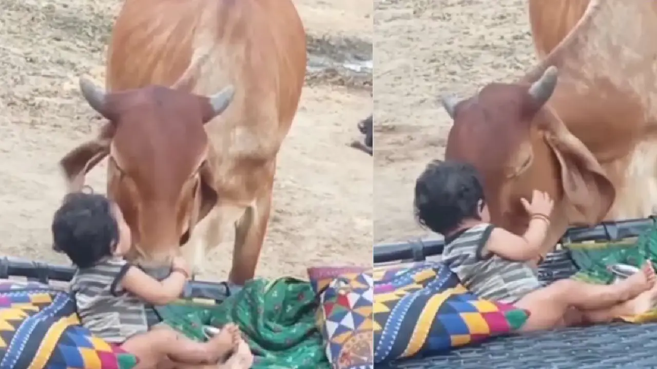 Cow Child Video