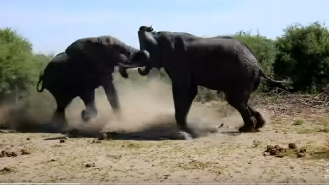 Elephants Fight