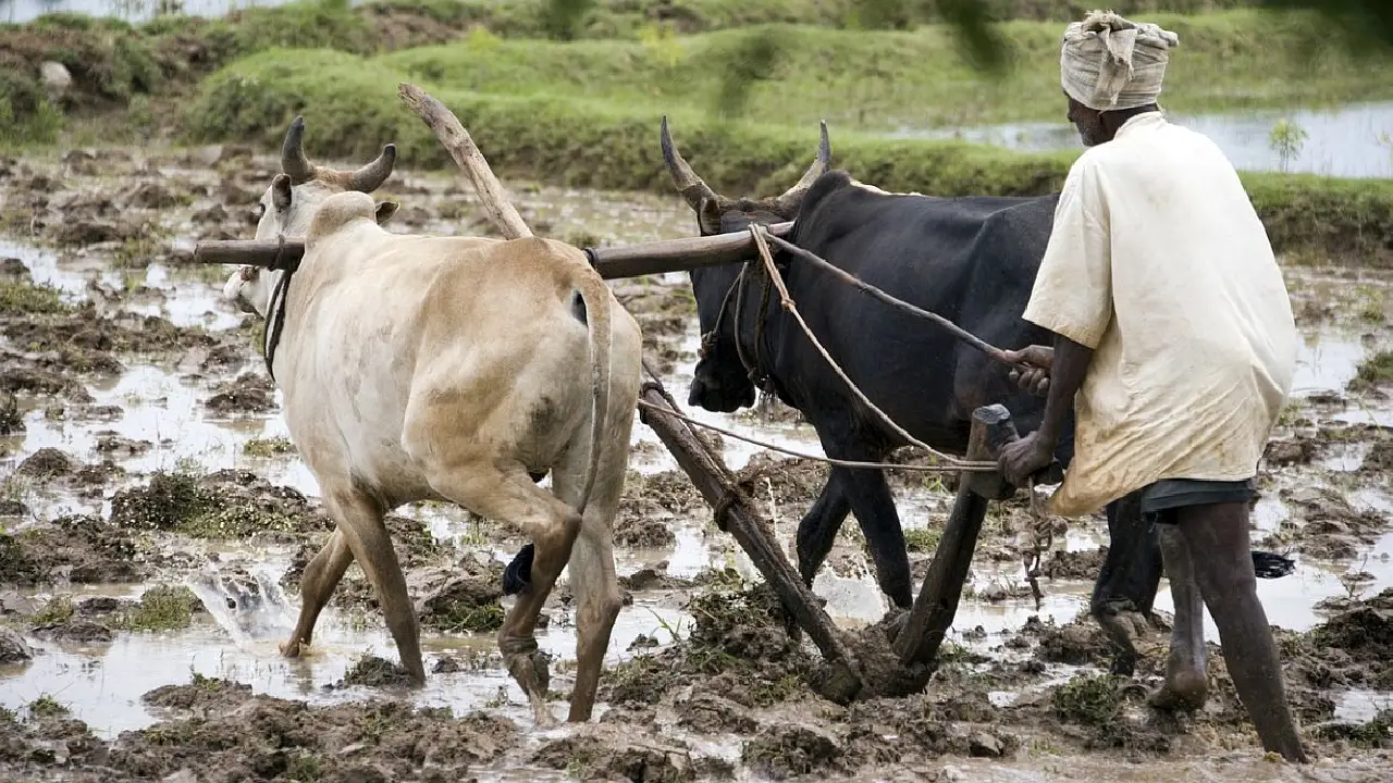 Farmer