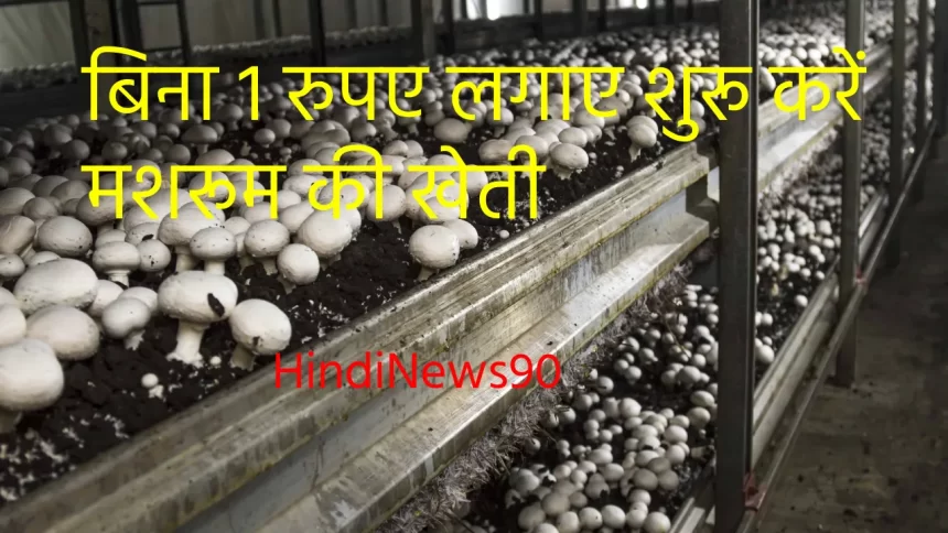 Mushroom Farming