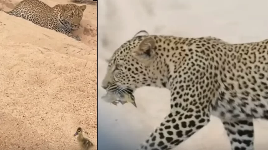 Leopard Bird Video